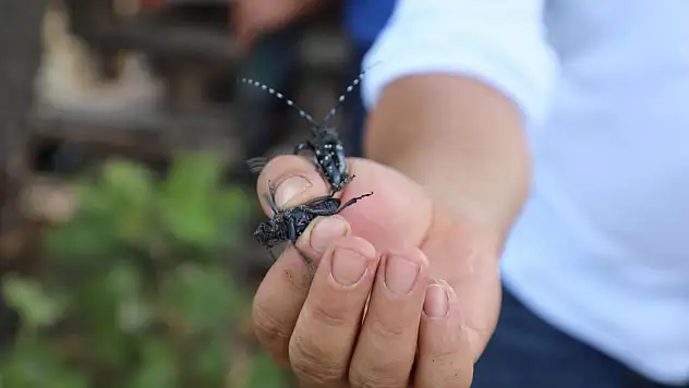 Muğla'da İlk Defa Görülen Turunçgil Uzun Antenli Böceği ile Mücadele