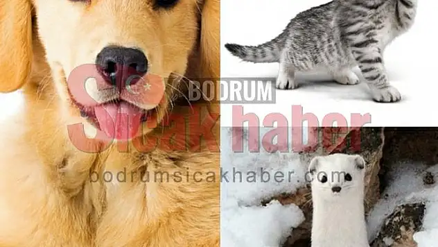 Muğla'da Kedi, Köpek ve Gelincikler Kimliklendirilecek