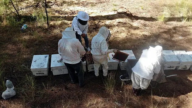 Muğla'da taşımayla kurulan 'basralı çam alanları'nda sezonun ilk bal hasadı yapıldı