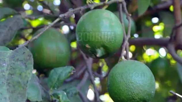 Muğla'da üreticiler kesim zamanı gelen limona alıcı bekliyor