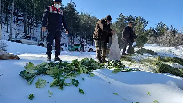 Muğla'da yaban hayvanları için doğaya yem bırakıldı