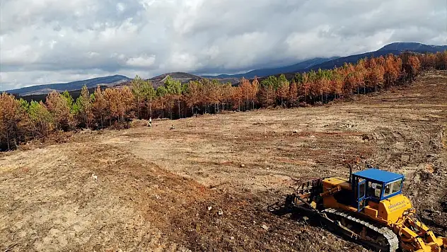 Muğla'da yanan ormanlık alanlar 20 milyon fidanla yeniden yeşerecek