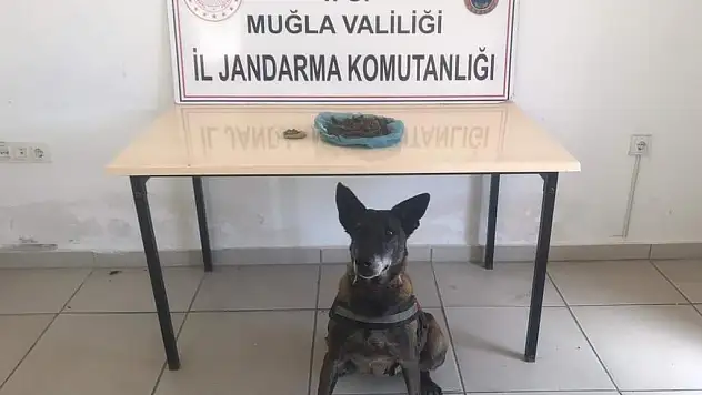 Muğla'da yastığında uyuşturucu ele geçirilen otobüsteki yolcu gözaltına alındı