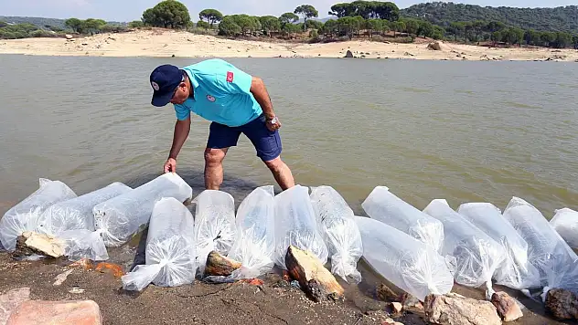 Muğla'daki Baraj ve Göletlere 370 Bin Sazan Yavrusu Bırakıldı