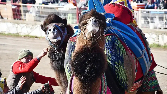 Muğla'daki deve güreşi festivaline yoğun ilgi