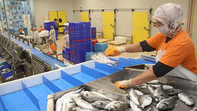 Muğla'dan 54 ülkeye su ürünleri ihracatı