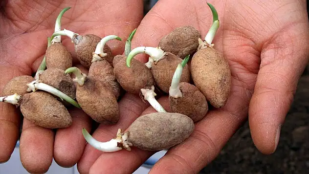 Muğlalı üreticiler salep taleplerine yetişemiyor