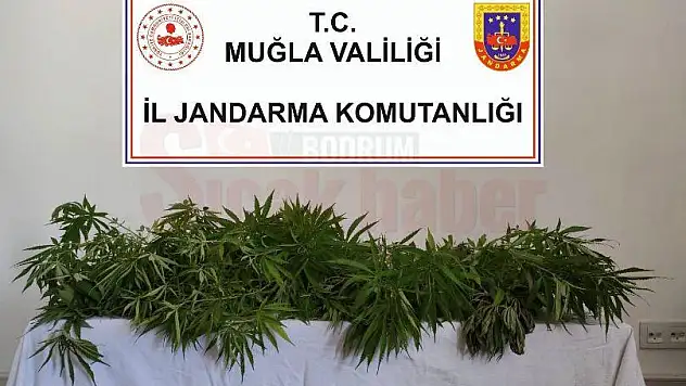 Muğla'nın 5 İlçesinde Uyuşturucu Operasyonu