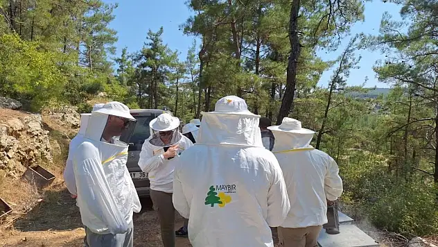 Muğla'nın çam balı, Birleşik Krallık'ın radarında