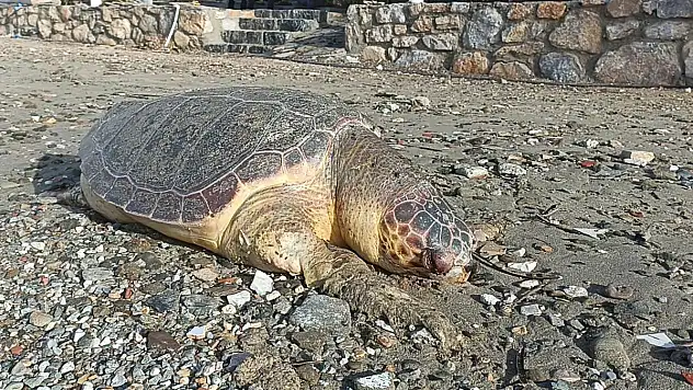 Nesli Tükenmekte Olan Kaplumbağa Ölüsü Sahile Vurdu