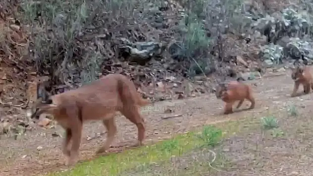 Nesli Tükenmekte Olan Karakulaklar Fotokapan İle Görüntülendi
