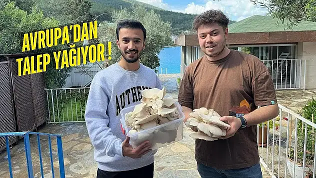 Öğretmenliği Bıraktılar, İstiridye Mantarı Üretimine Başladılar