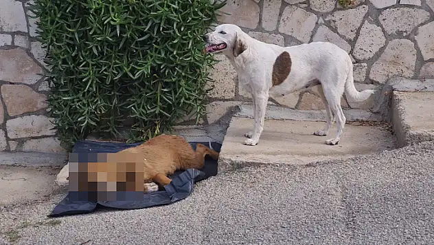 Ölen Yavrusunun Başından Ayrılamadı