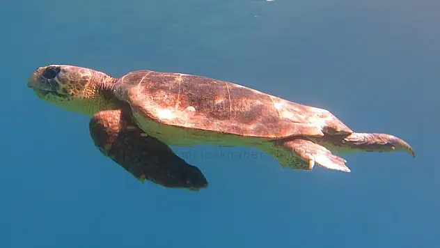 Oltaya Takılan Caretta Caretta Doğaya Salındı