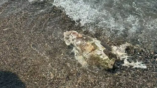 Ölü caretta caretta kıyıya vurdu
