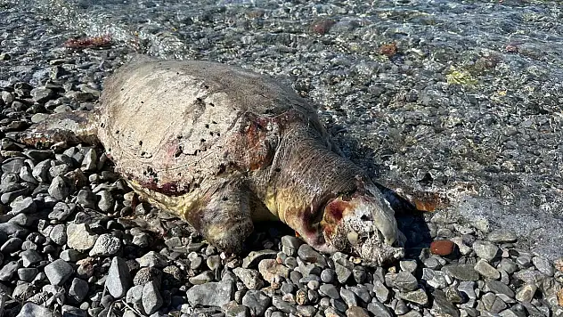 Ölü Caretta Caretta Sahile Vurdu
