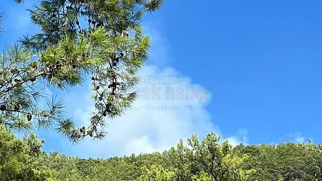 Orman Yangını Kontrol Altına Alınmaya Çalışılıyor