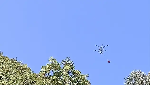 Orman yangınında 3 dekarlık alan zarar gördü