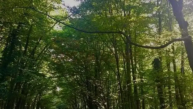 Orman Yangınlarının Önlenmesi Amacıyla Yangın Sezonu Süresince Girişlerin İzne Tabii