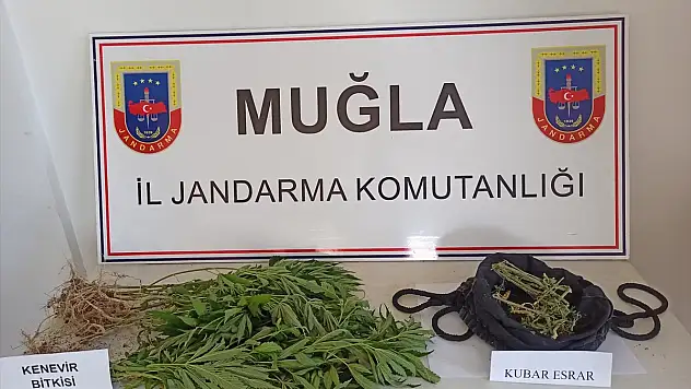 Ormanlık alana uyuşturucu ektiği iddia edilen şüpheli yakalandı