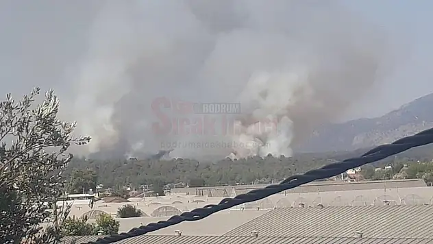 Ormanlık Alanda Çıkan Yangına Müdahale Ediliyor