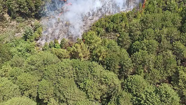 Ormanlık Alanda Yangın Başladı