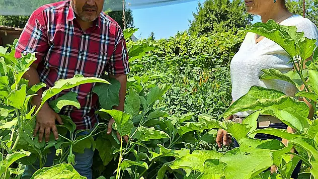 Ortaca, Zencefil ve Zerdeçal Üretim Merkezi Olma Yolunda İlerliyor
