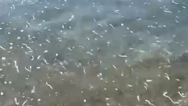 Ortakent'te deniz kirliliği tepki çekti !