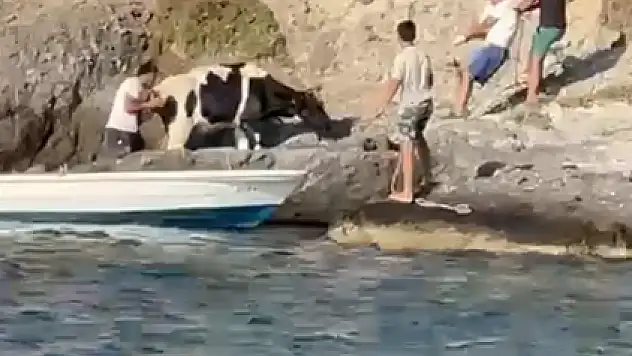 Otlarken Kayalıklardan Aşağıya Düştü