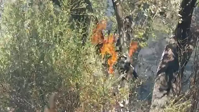 Otluk arazide başlayan yangın rüzgarın etkisiyle büyüdü