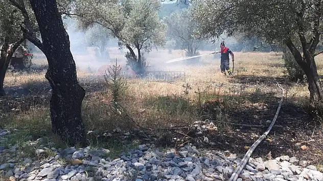 Otluk ve zeytinlik alanda çıkan yangın söndürüldü