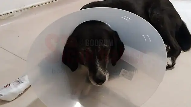 Otogarda Aracın Çarparak Yaraladığı Arap İçin Seferber Oldular