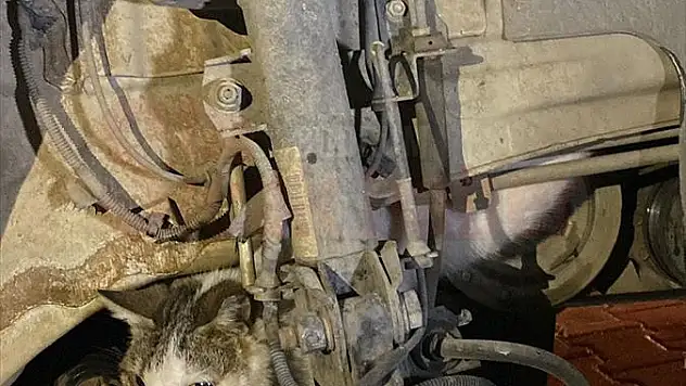Otomobilin motoruna sıkışan kediyi itfaiye kurtardı...