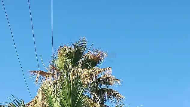 Palmiye Dallarının Sebep Olduğu Kıvılcımlar Korkuttu