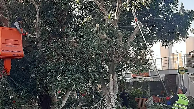 Park Bahçeler Ekipleri Bodrum İçin Çalışıyor