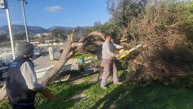 Park bahçeler Müdürlüğü Onlarca Ağaca Müdahale Etti...