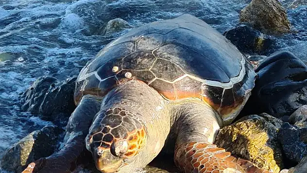 Sahilde Ölü Caretta Caretta Bulundu