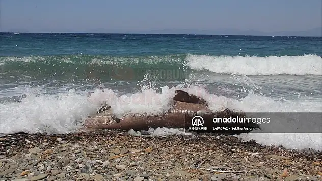 Sahilde ölü köpekbalığı bulundu