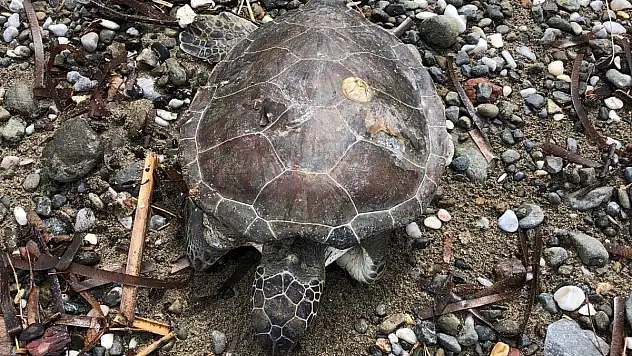Sahilde Ölü Yavru Caretta Bulundu