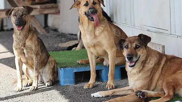 Sahipsiz Sokak Hayvanlarını Toplamayan Belediyelere Cezai İşlem