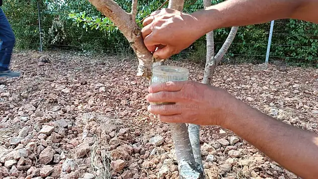 Sakız Deneme Bahçesi İlk Ürünlerini Verdi