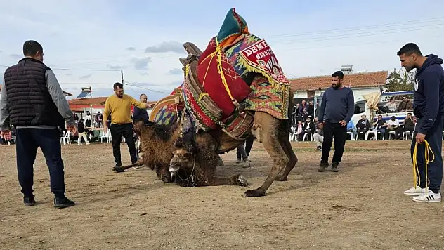 Deve güreşleri iptal edildi