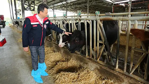 Şap Hastalığına Karşı Baskın Aşılama Dönemi