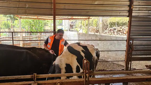 Şap Hastalığıyla Aşı Mücadelesi Sonuçlarını Verdi