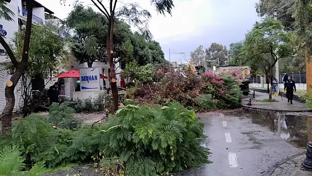 Şiddetli Fırtına Bodrum'da Ağaçları Yerinden Söktü