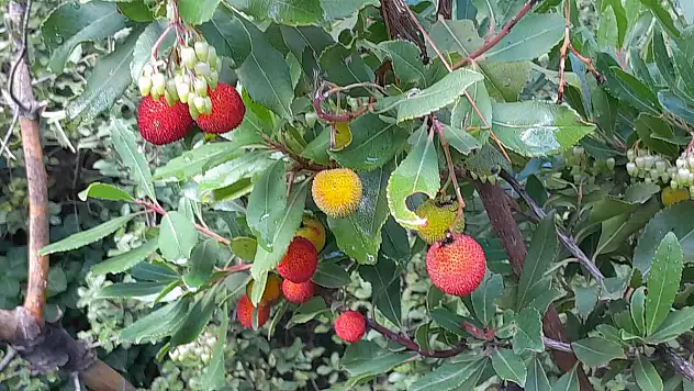 Şifa Deposu 'Dağ Çileği'