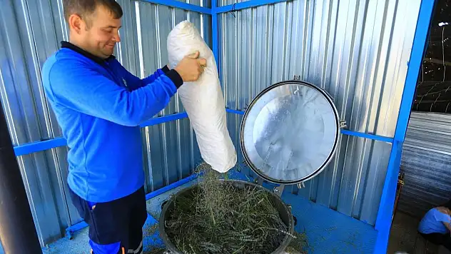 Şifalı bitkiler uçucu yağa dönüşüyor