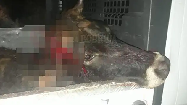 SİLAHLA VURUP ÇALDILAR