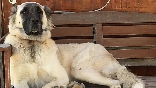 Silahla yaralanan köpek kurtarılamadı