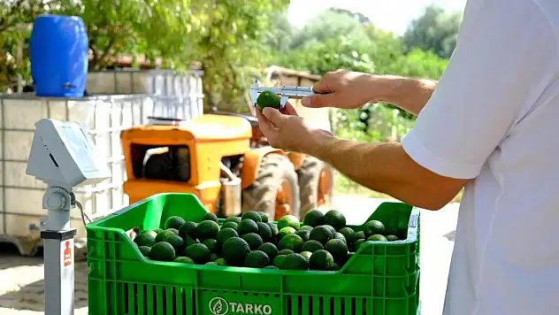 Şimdi 'Yeşil Bodrum Mandalini' Zamanı